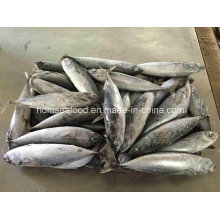 200-300g Frozen Fresh Bonito